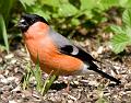 (M) Bullfinch 2